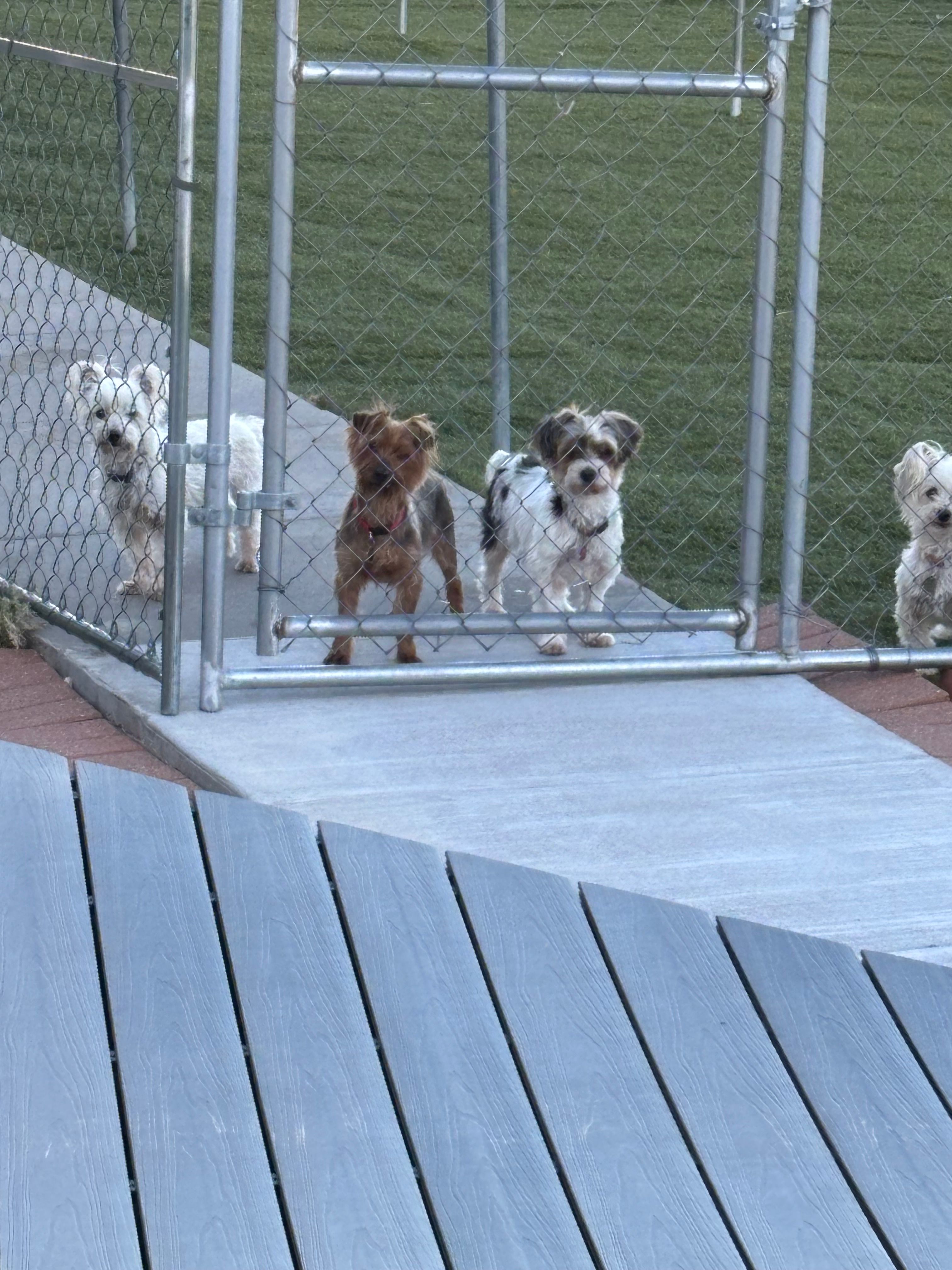 Small Senior Paws Retirement Village