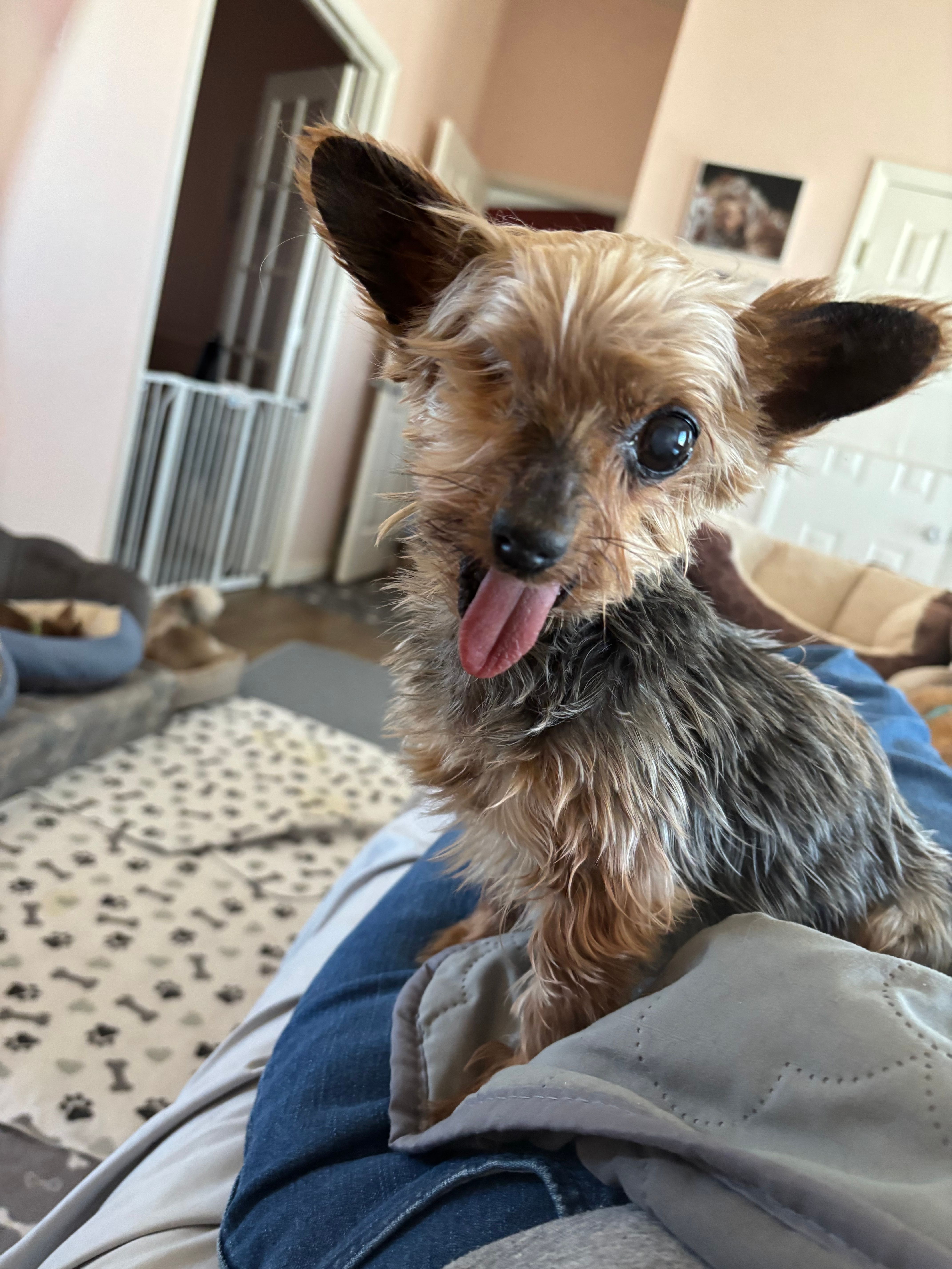 Small Senior Paws Retirement Village