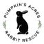 Pumpkin's Acres Rabbit Rescue