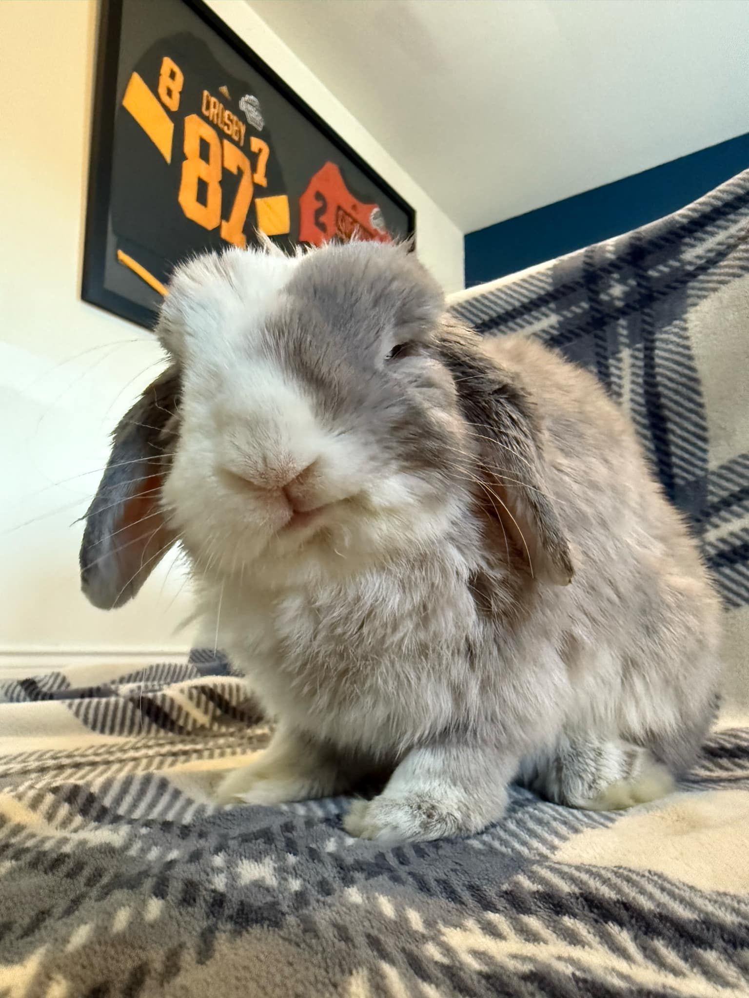 Pumpkin's Acres Rabbit Rescue