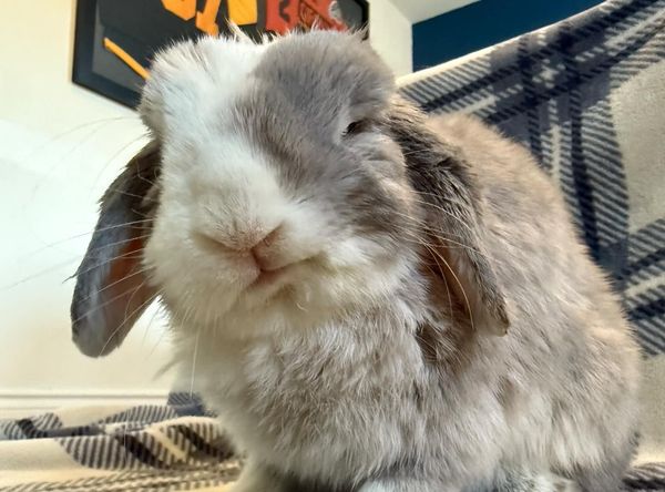 Pumpkin's Acres Rabbit Rescue