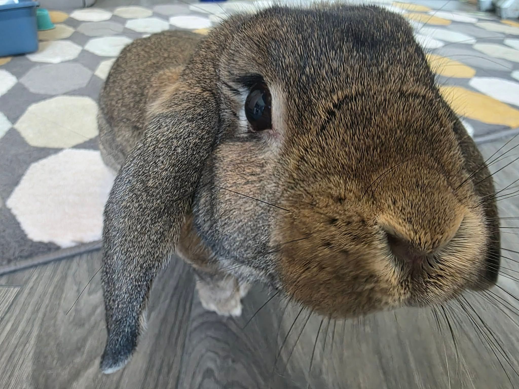 Pumpkin's Acres Rabbit Rescue