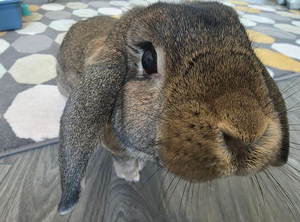 Pumpkin's Acres Rabbit Rescue