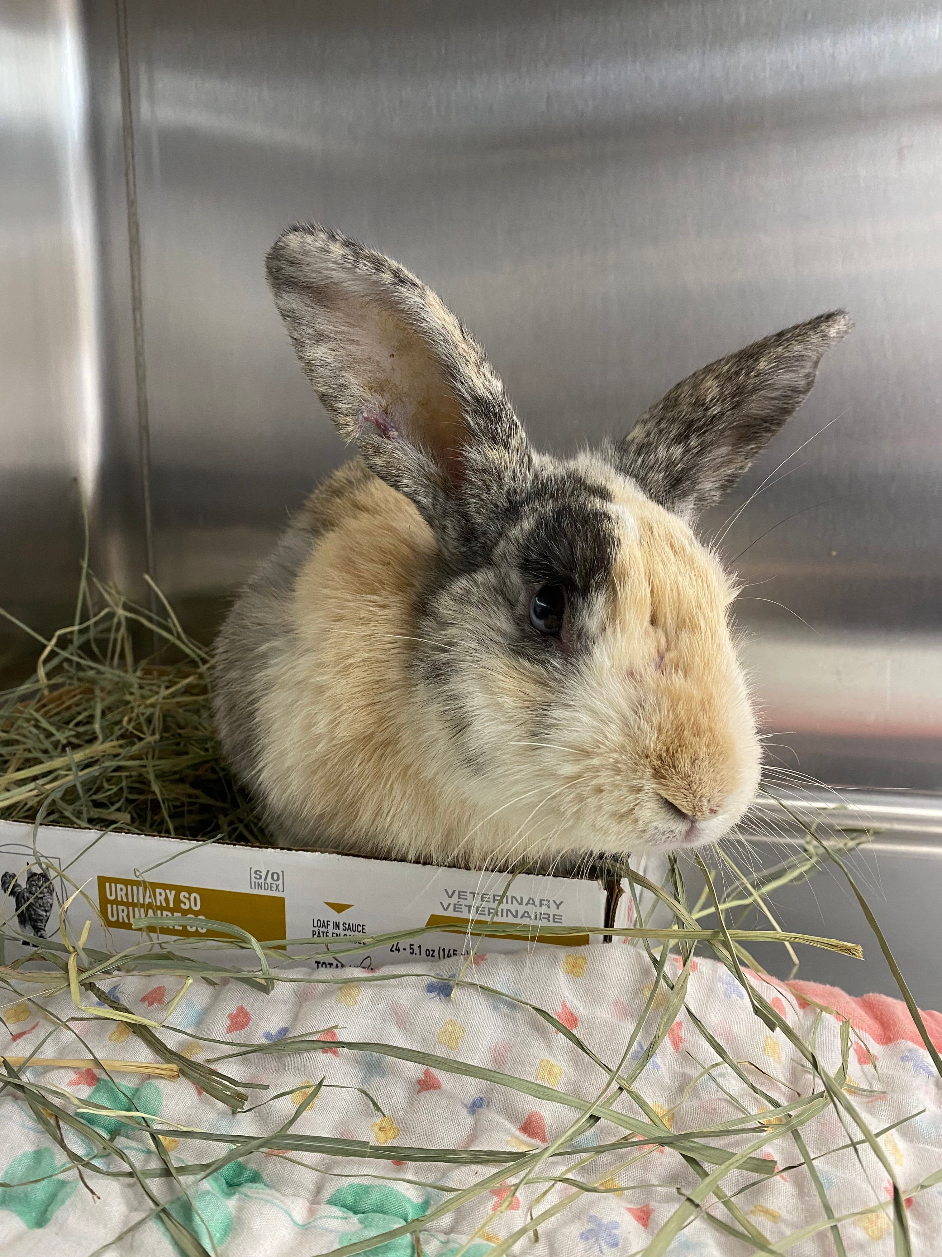 Pumpkin's Acres Rabbit Rescue