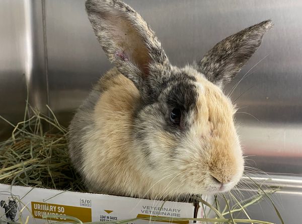 Pumpkin's Acres Rabbit Rescue