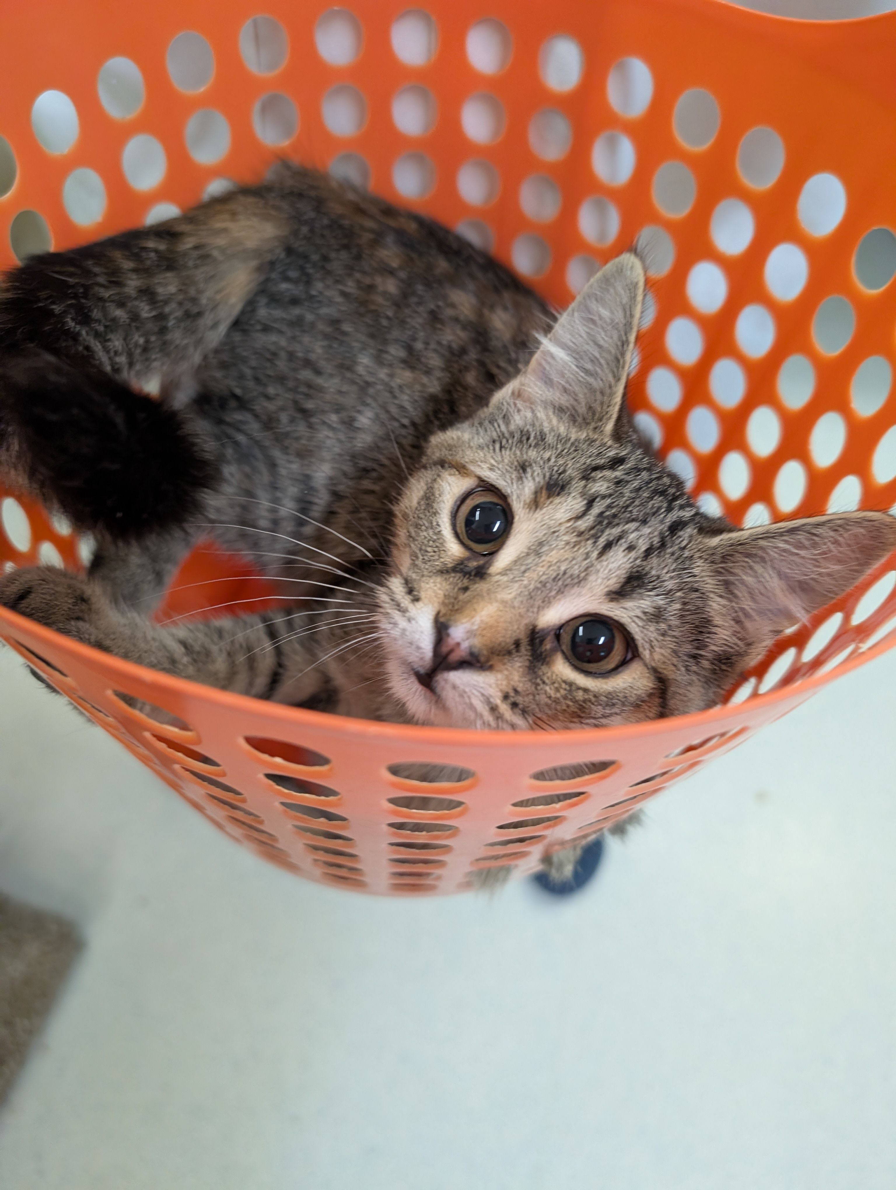 Gananoque and District Humane Society