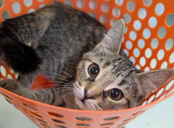 Gananoque and District Humane Society