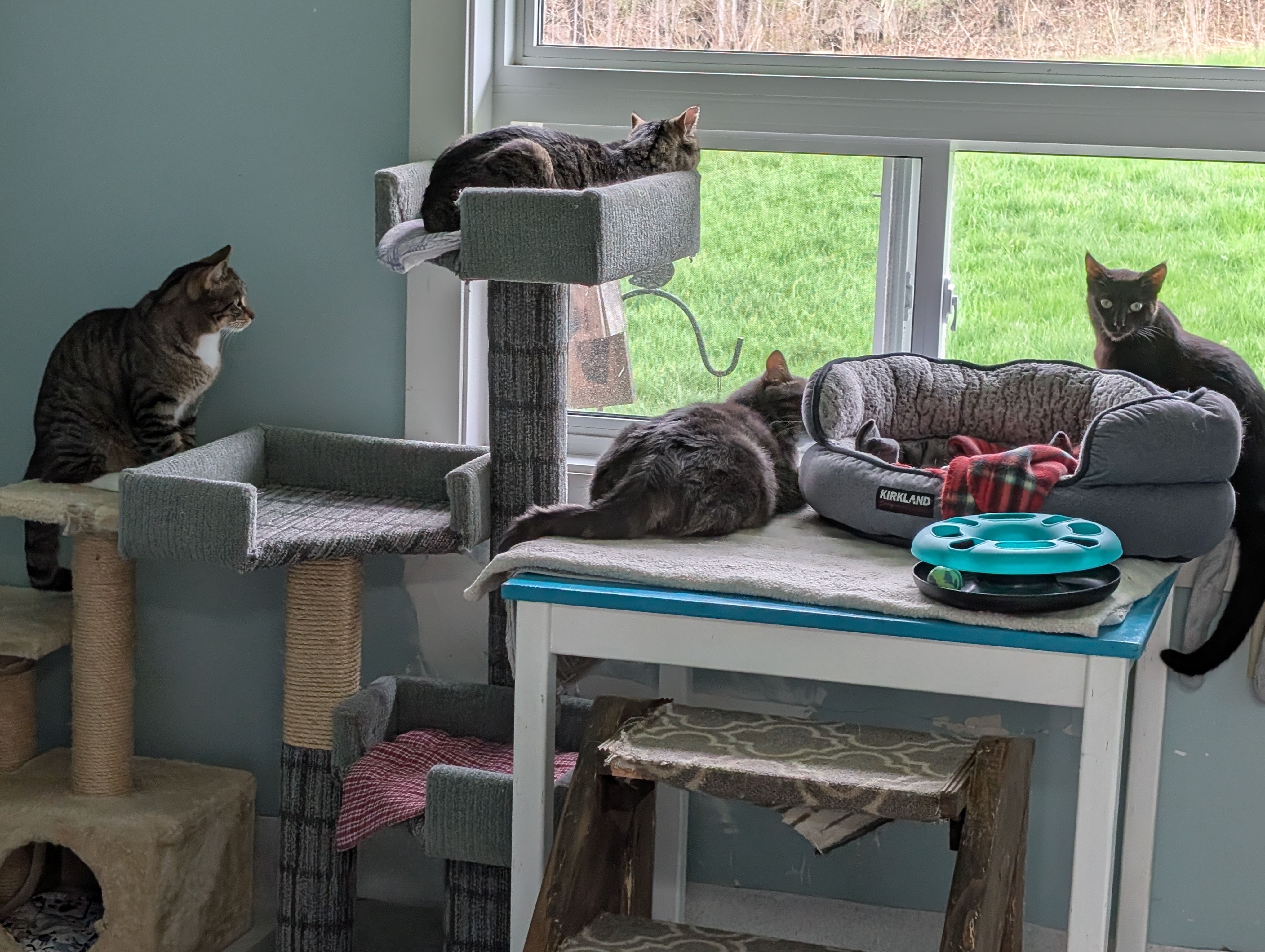 Gananoque and District Humane Society