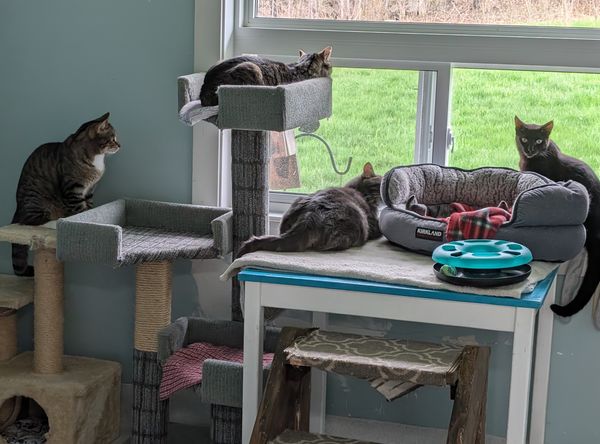 Gananoque and District Humane Society