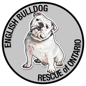 English Bulldog Rescue of Ontario
