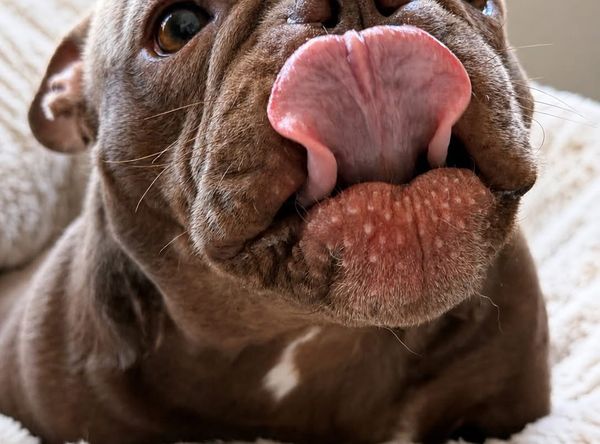 Carter's Forever Rescue & Sanctuary