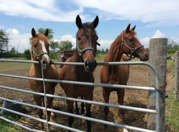 Last Chance Horse and Pony Rescue