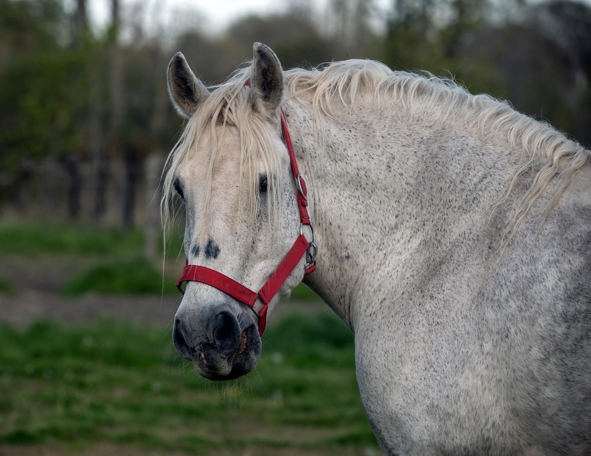Last Chance Horse and Pony Rescue