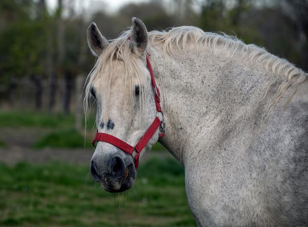 Last Chance Horse and Pony Rescue