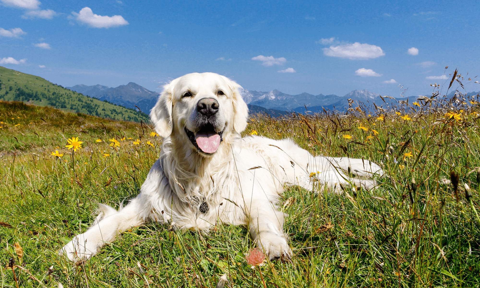 Animal Humane Association of Star Valley