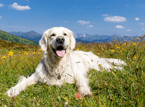 Animal Humane Association of Star Valley