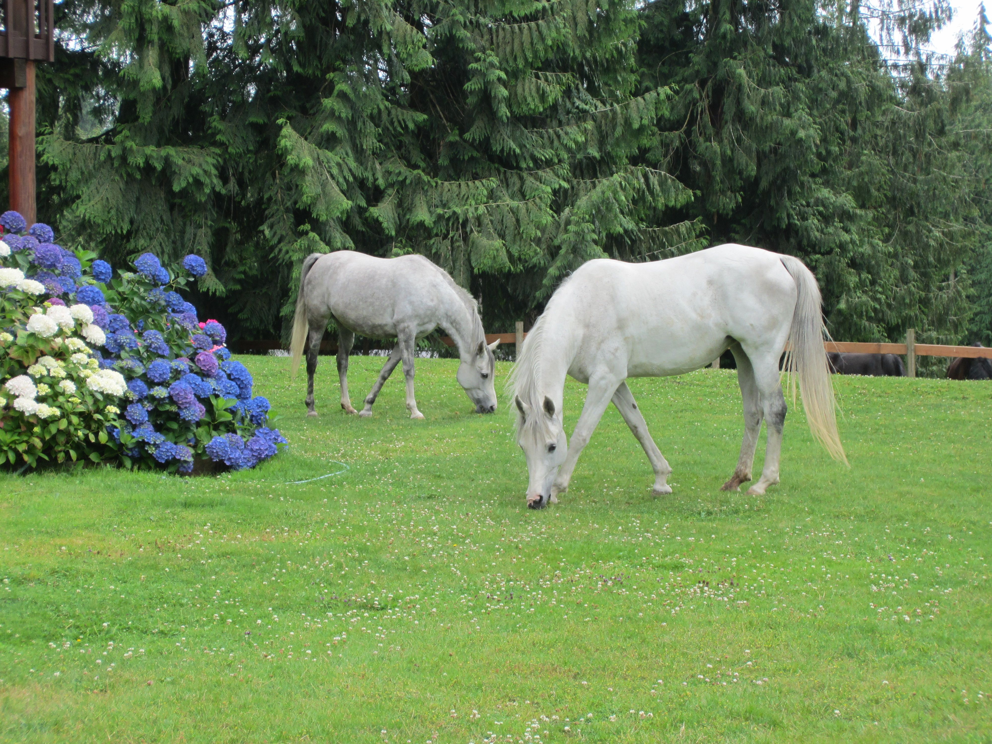 Serenity Equine Rescue & Rehabilitation