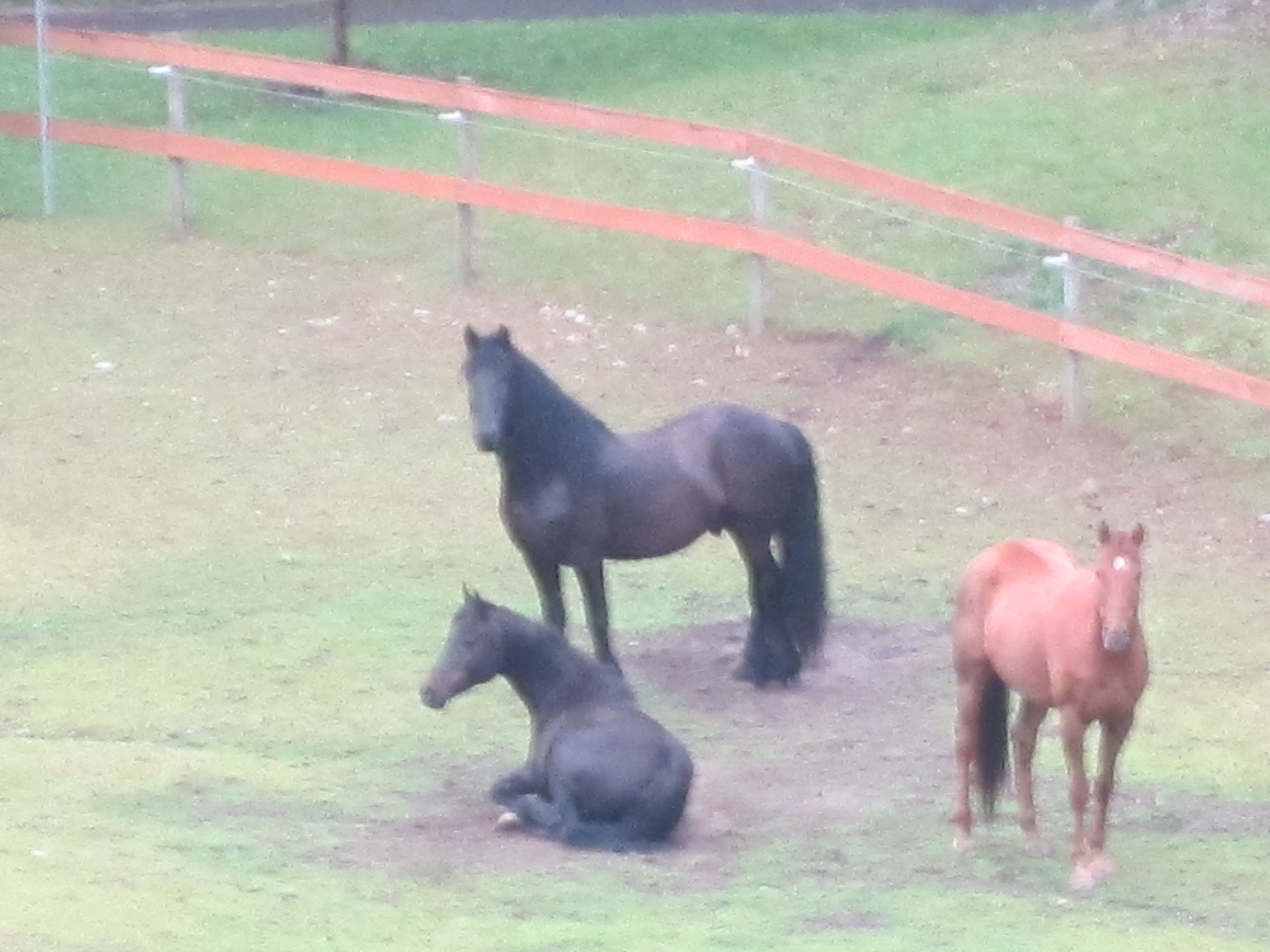 Serenity Equine Rescue & Rehabilitation