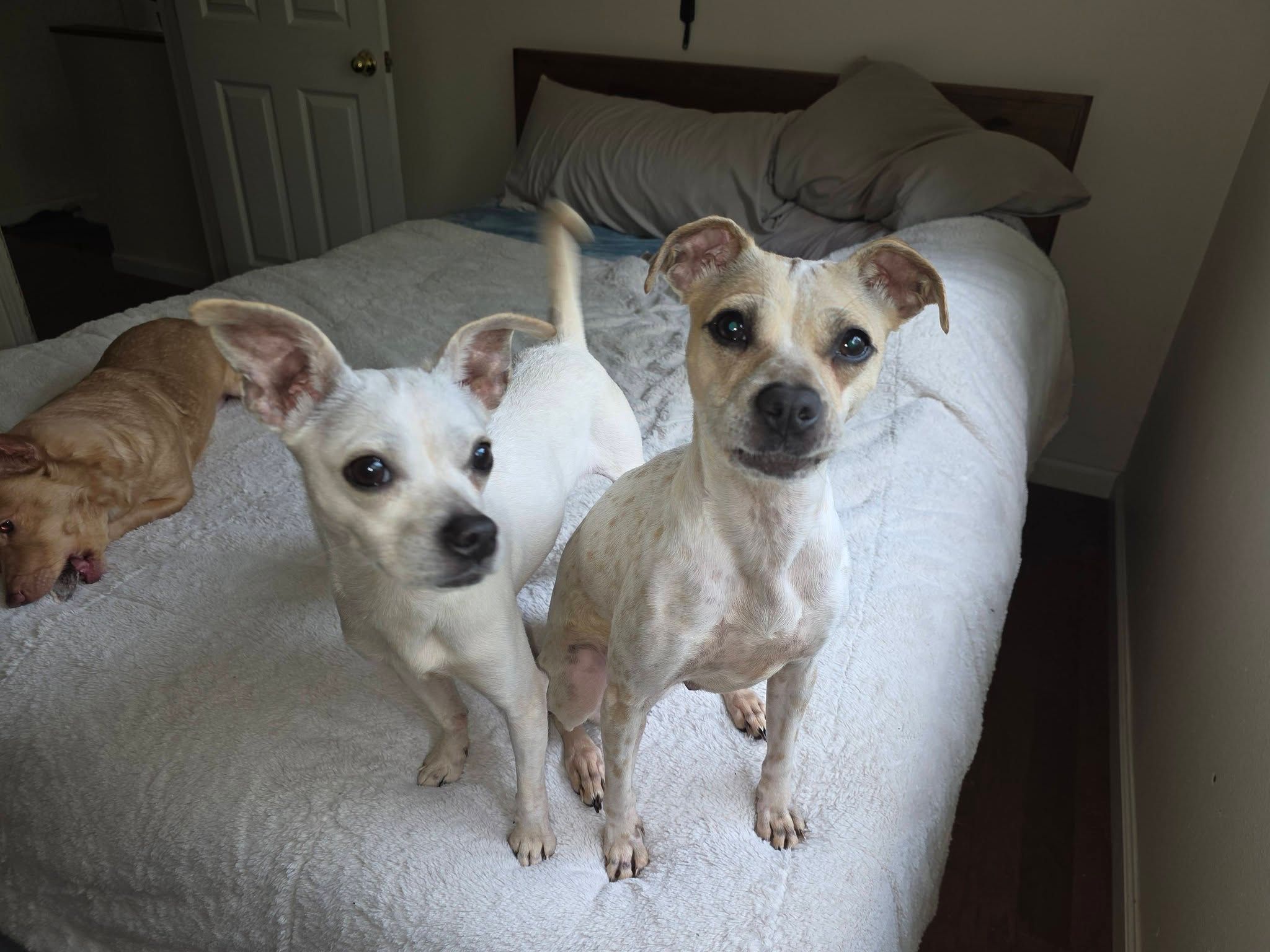 RPR Senior Dogs and Friends