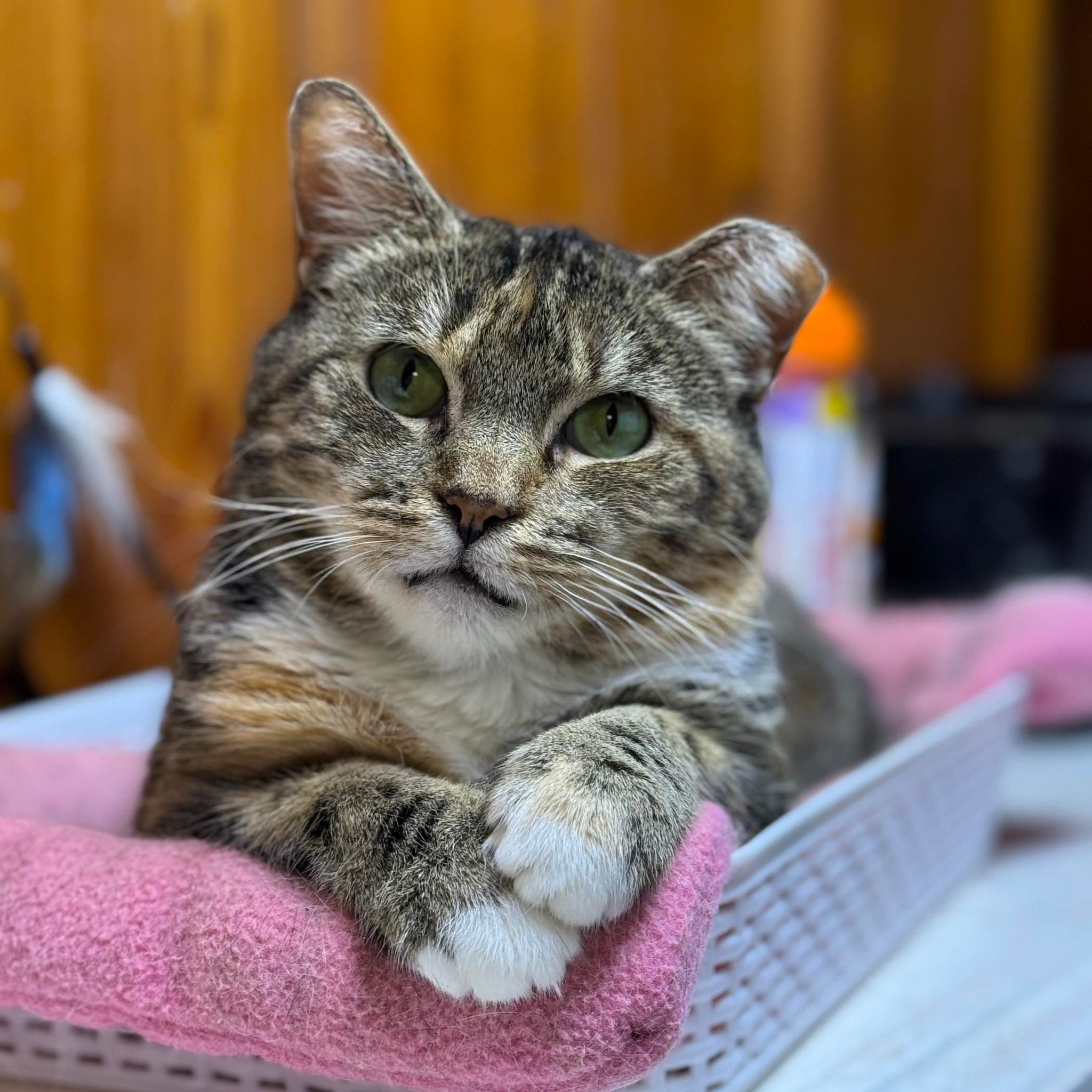 For the Love of a Paw