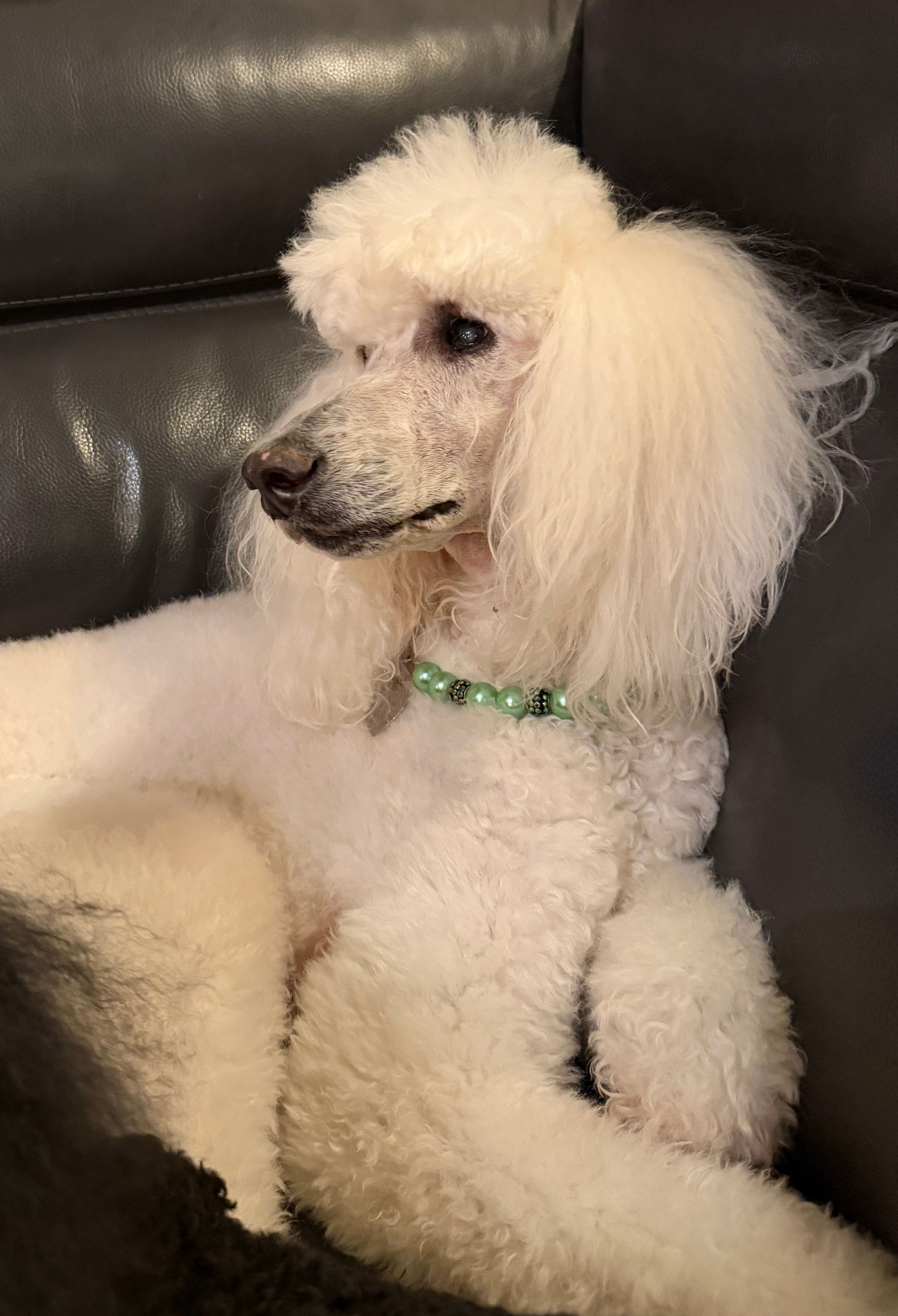 Carolina Poodle Rescue
