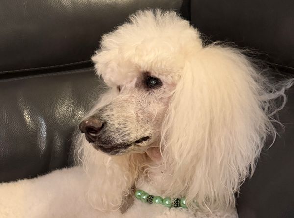 Carolina Poodle Rescue