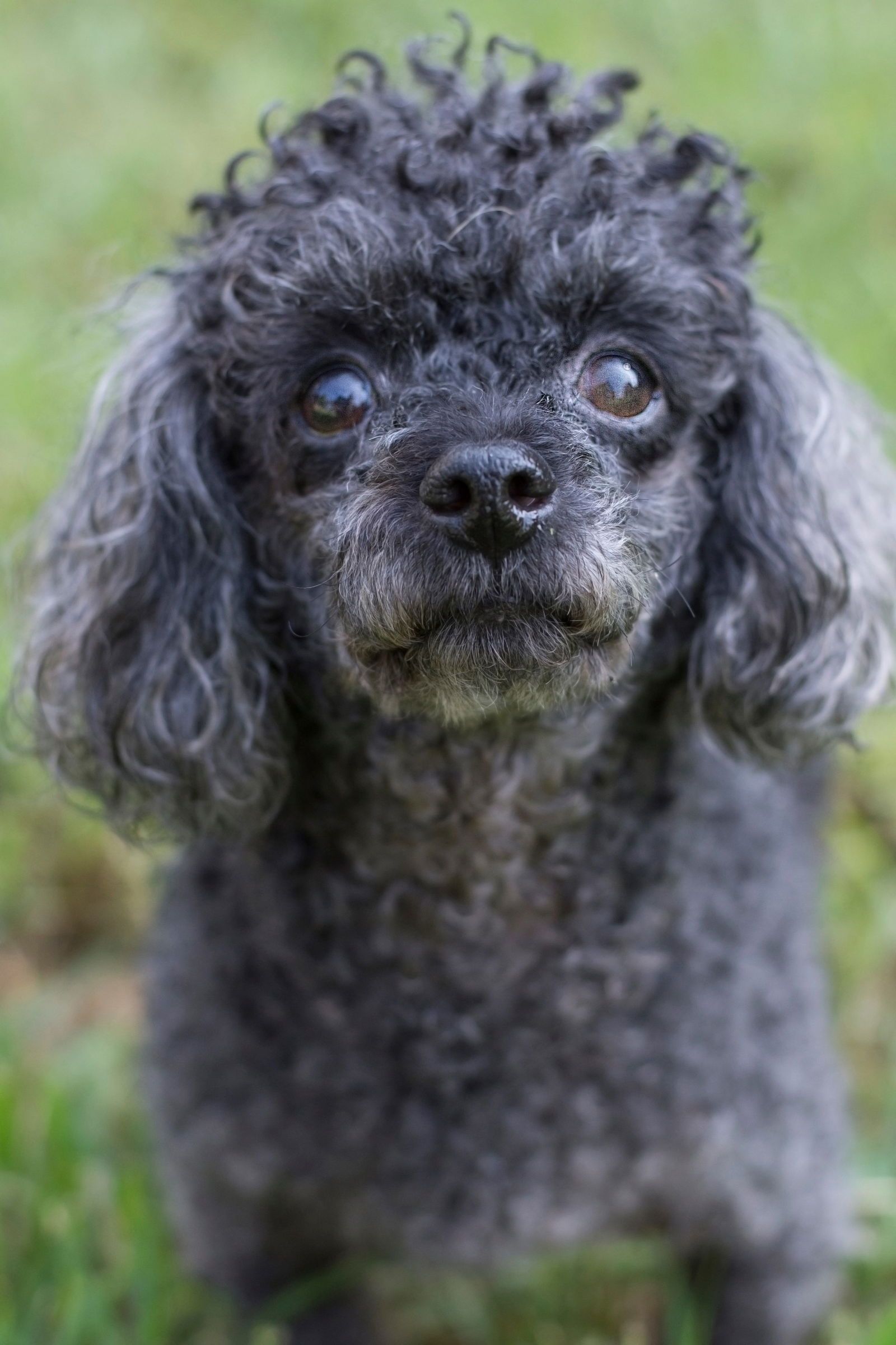 Carolina Poodle Rescue