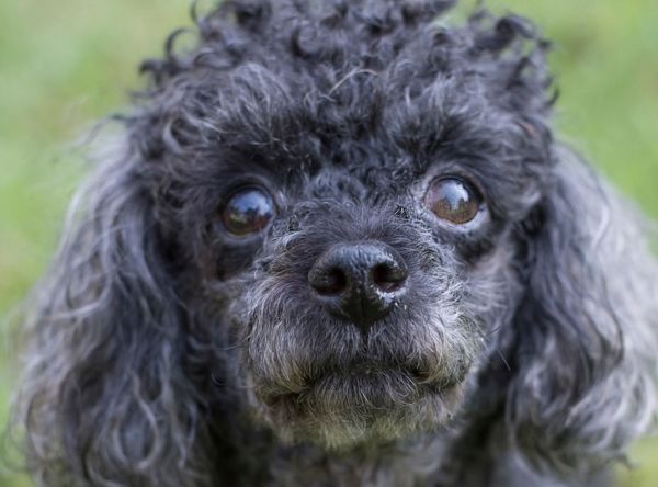 Carolina Poodle Rescue