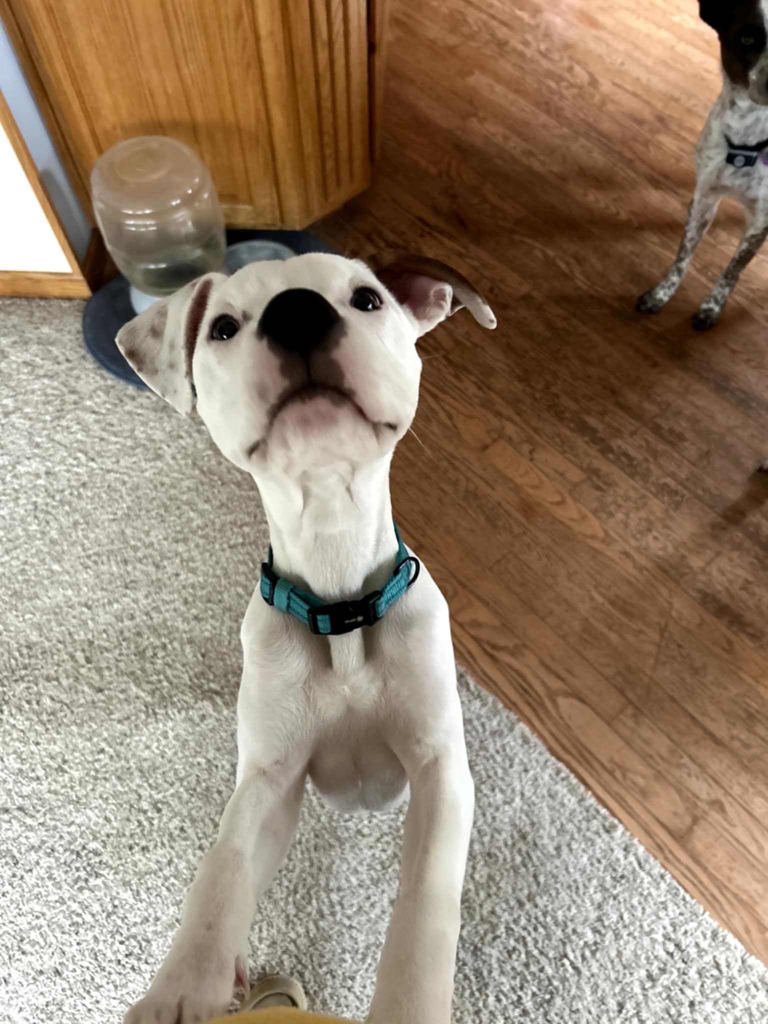 Whispurring Hope Rescue