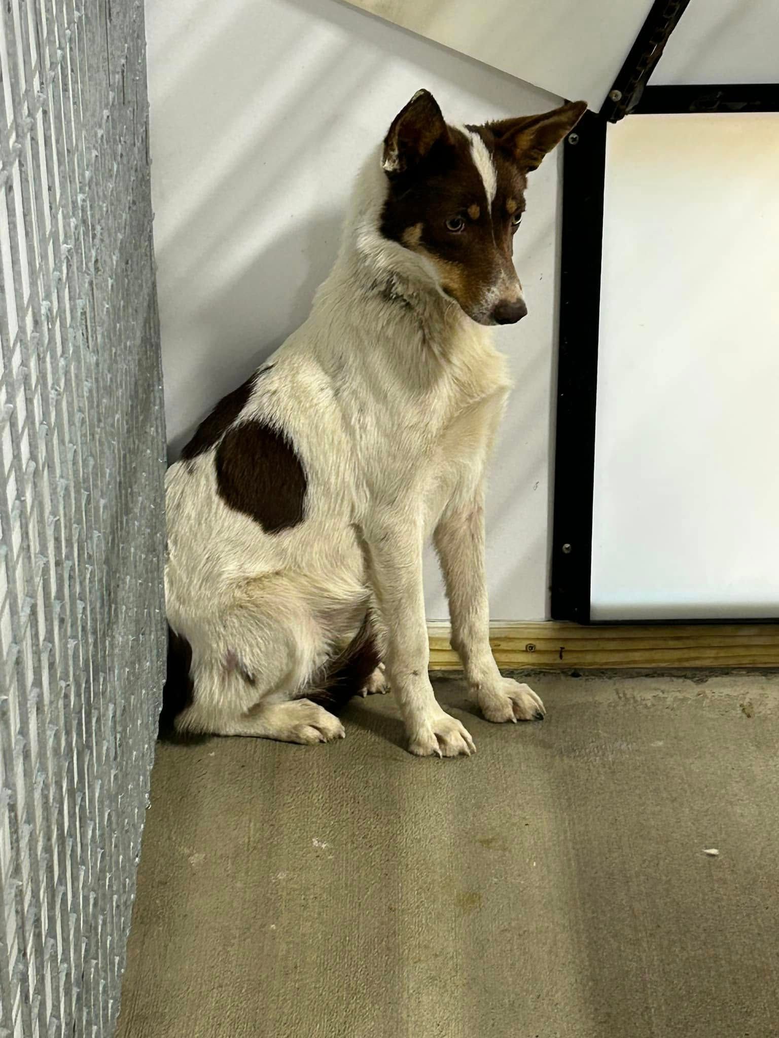 Whispurring Hope Rescue