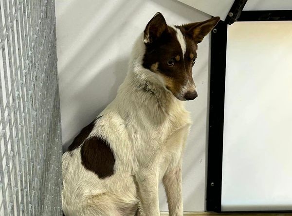 Whispurring Hope Rescue