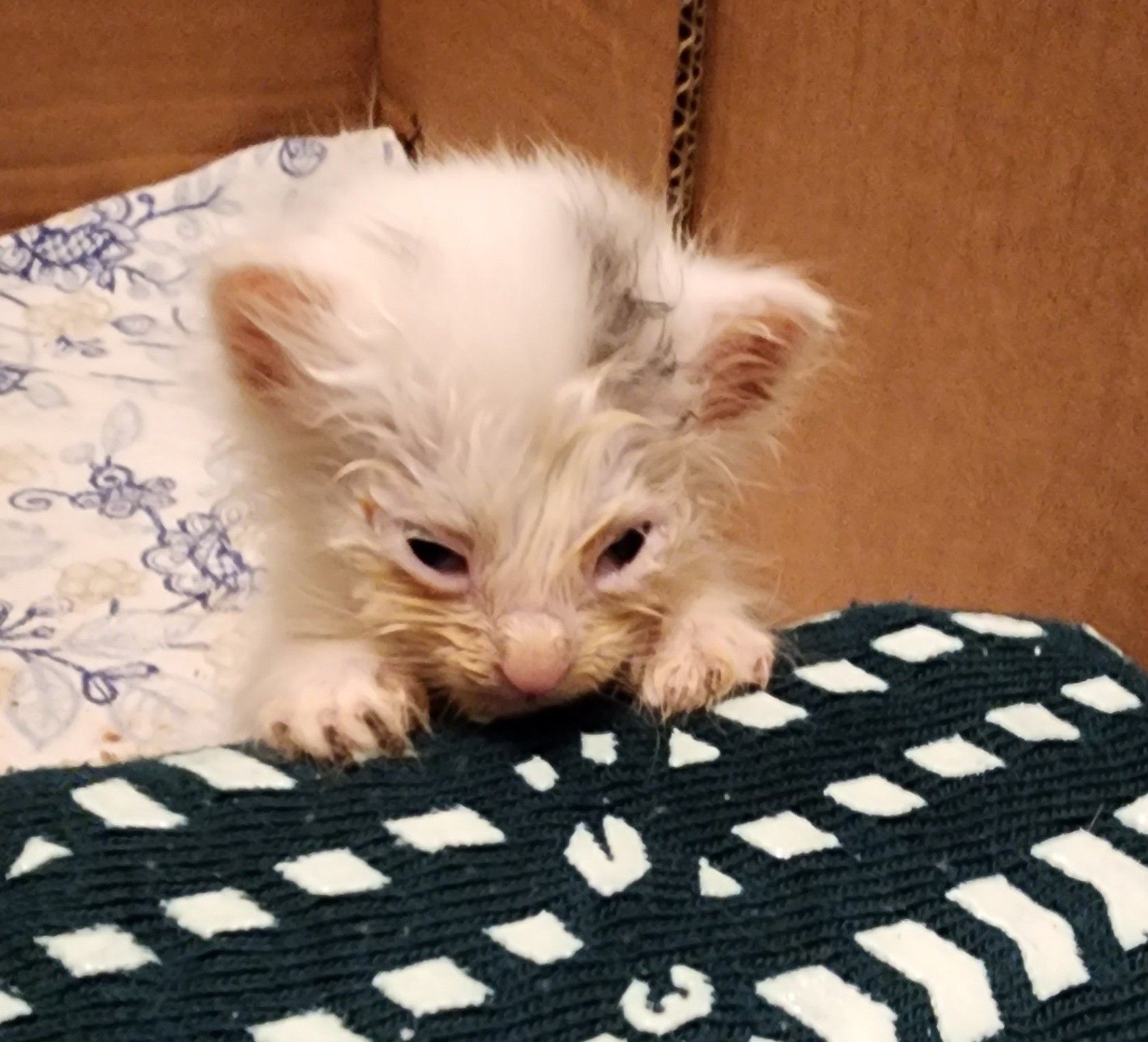 Whispurring Hope Rescue