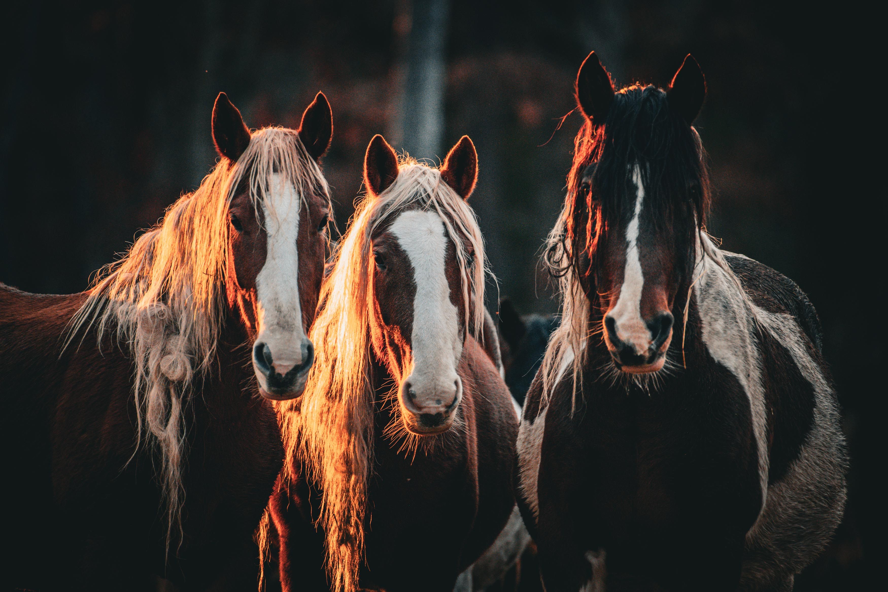 Windwalker Ridge Mustang Sanctuary