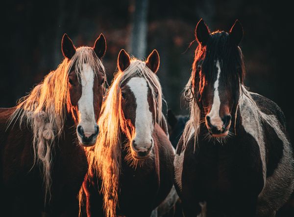 Windwalker Ridge Mustang Sanctuary
