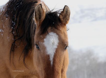 Banditas Wild Horse Promise