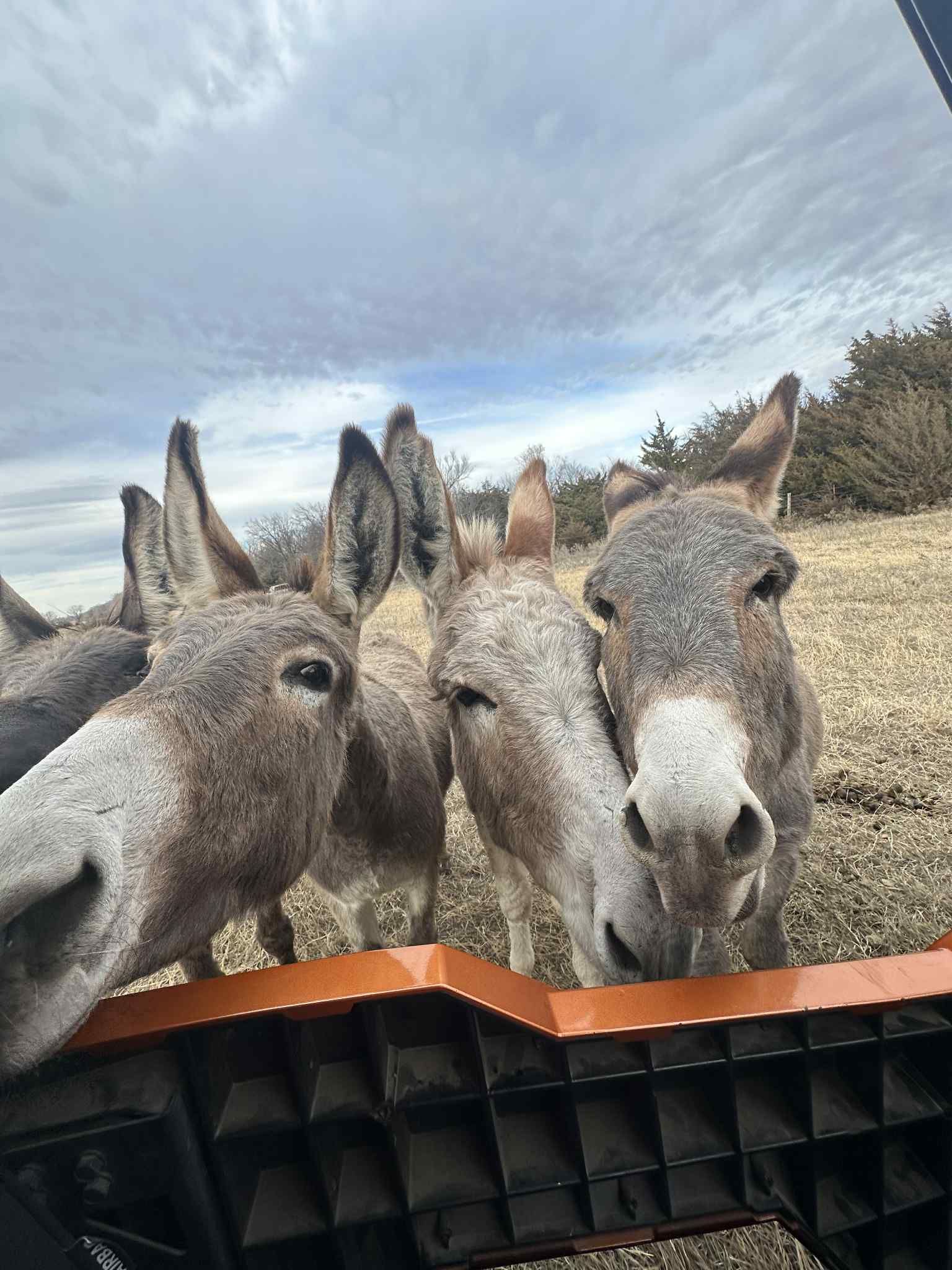 Salvation Wild Mustang Sanctuary