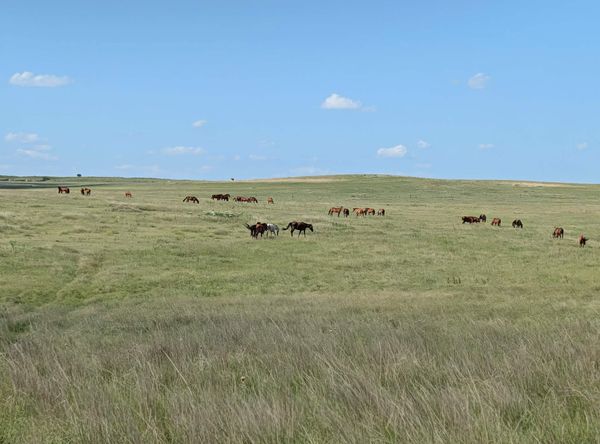 Salvation Wild Mustang Sanctuary