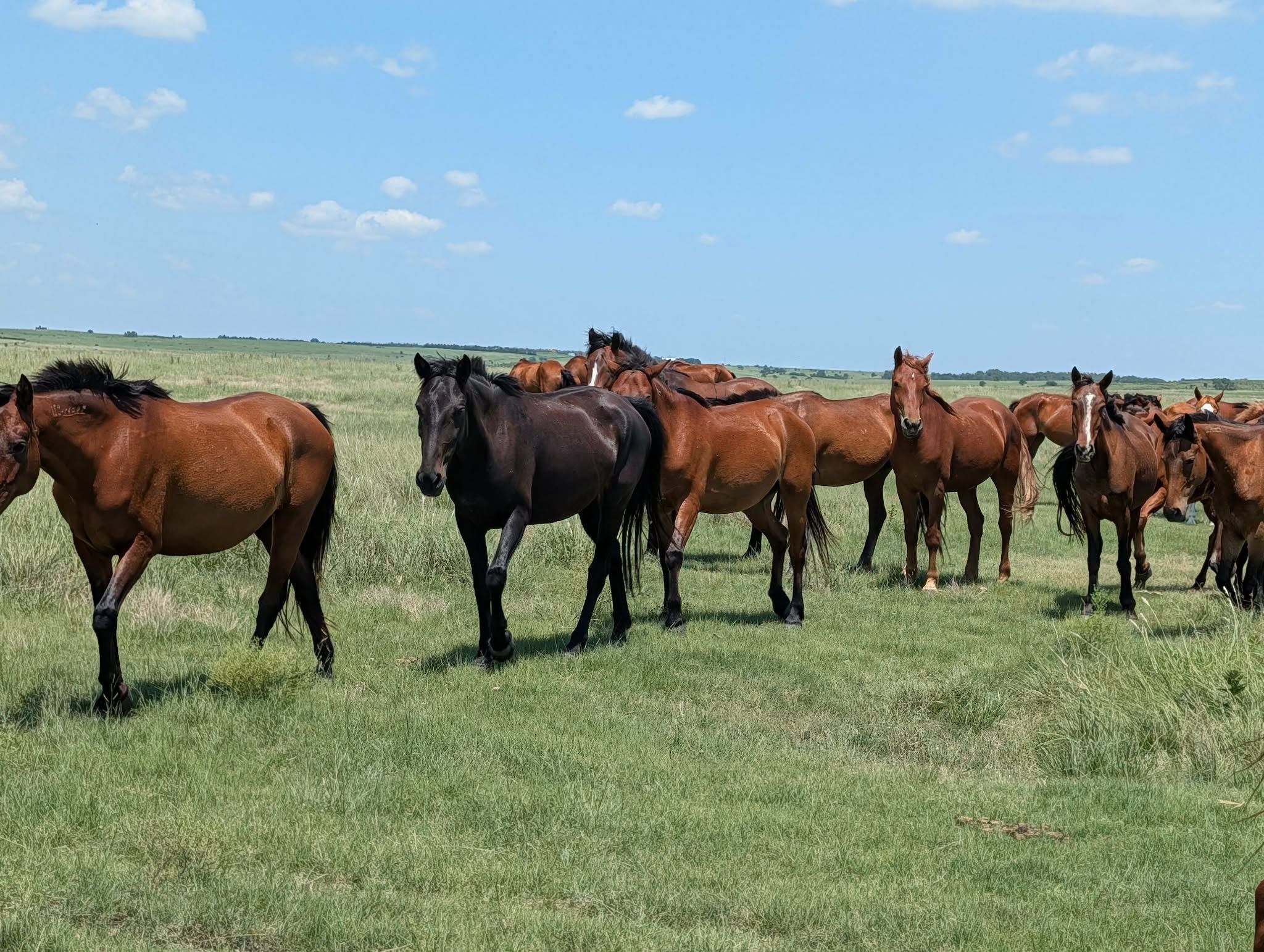 Salvation Wild Mustang Sanctuary