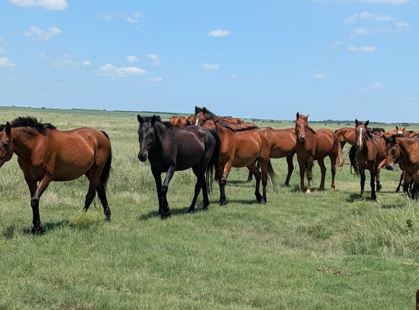 Salvation Wild Mustang Sanctuary