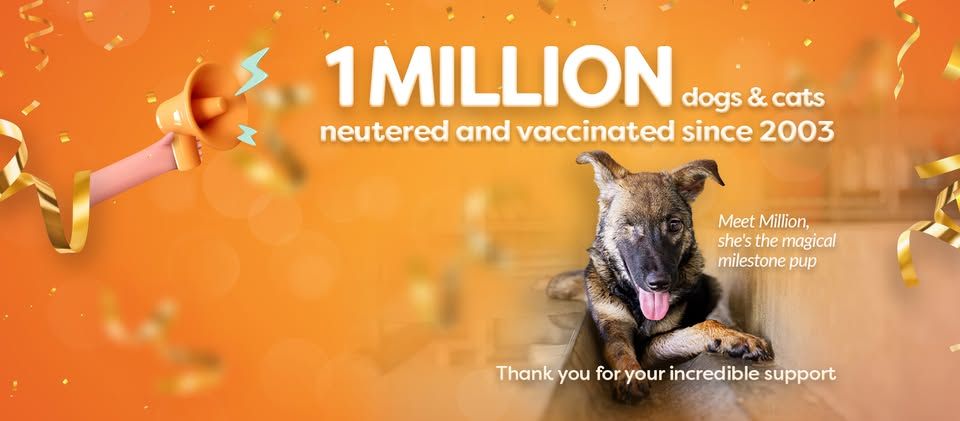 Soi Dog Foundation USA