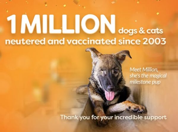 Soi Dog Foundation USA