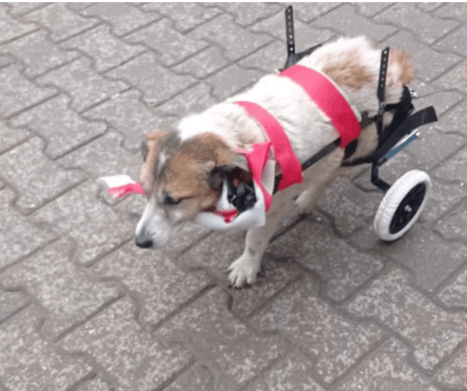 Dog Desk Animal Action CIC