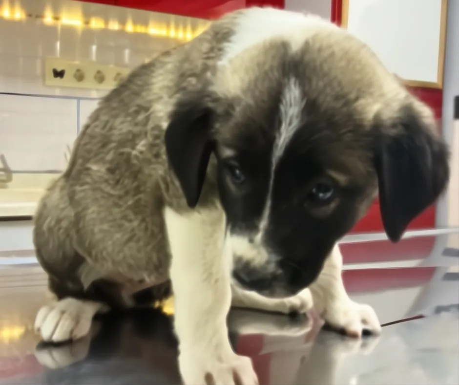 Dog Desk Animal Action CIC