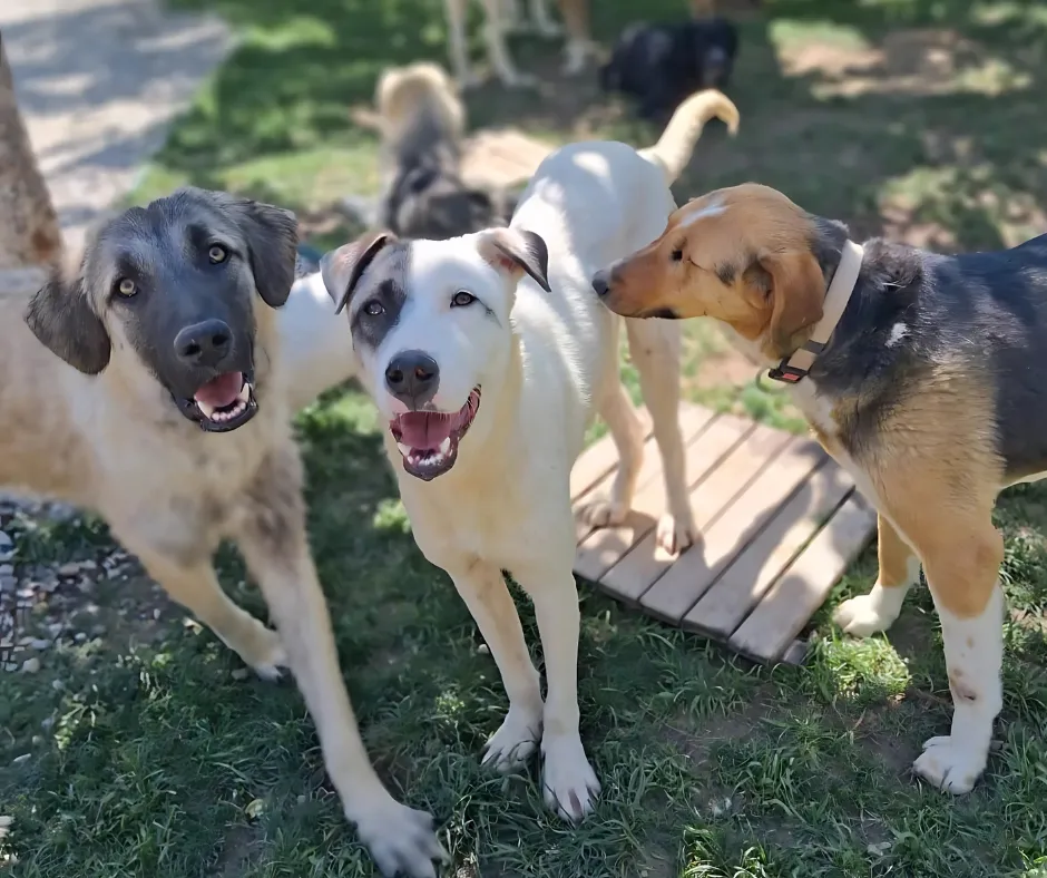 Dog Desk Animal Action CIC