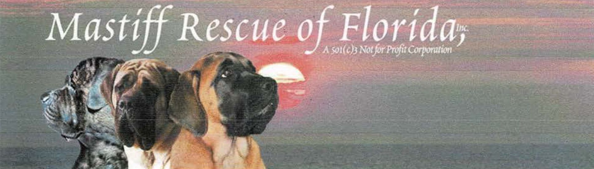 Mastiff Rescue of Florida