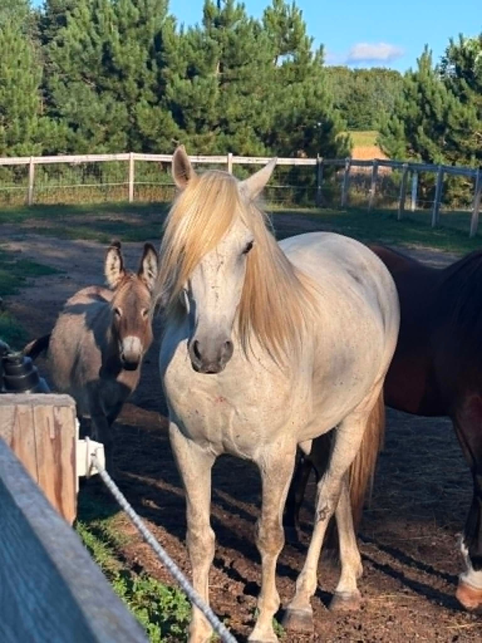 Stone Valleys Ray of Hope Equine Rescue