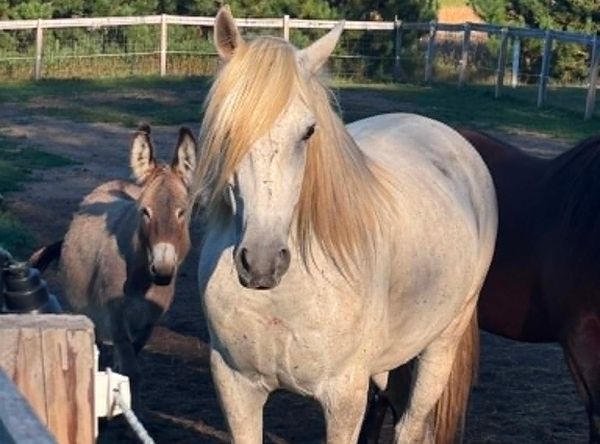 Stone Valleys Ray of Hope Equine Rescue