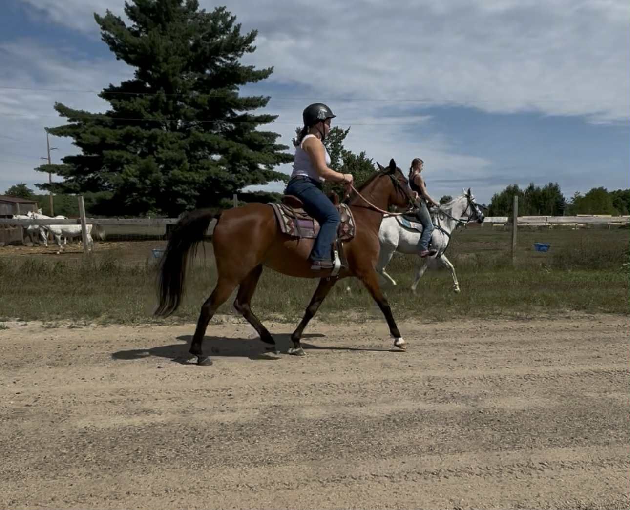 Stone Valleys Ray of Hope Equine Rescue