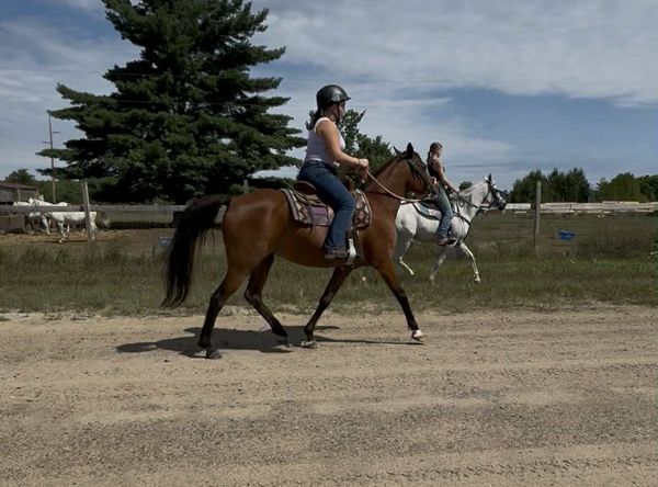 Stone Valleys Ray of Hope Equine Rescue