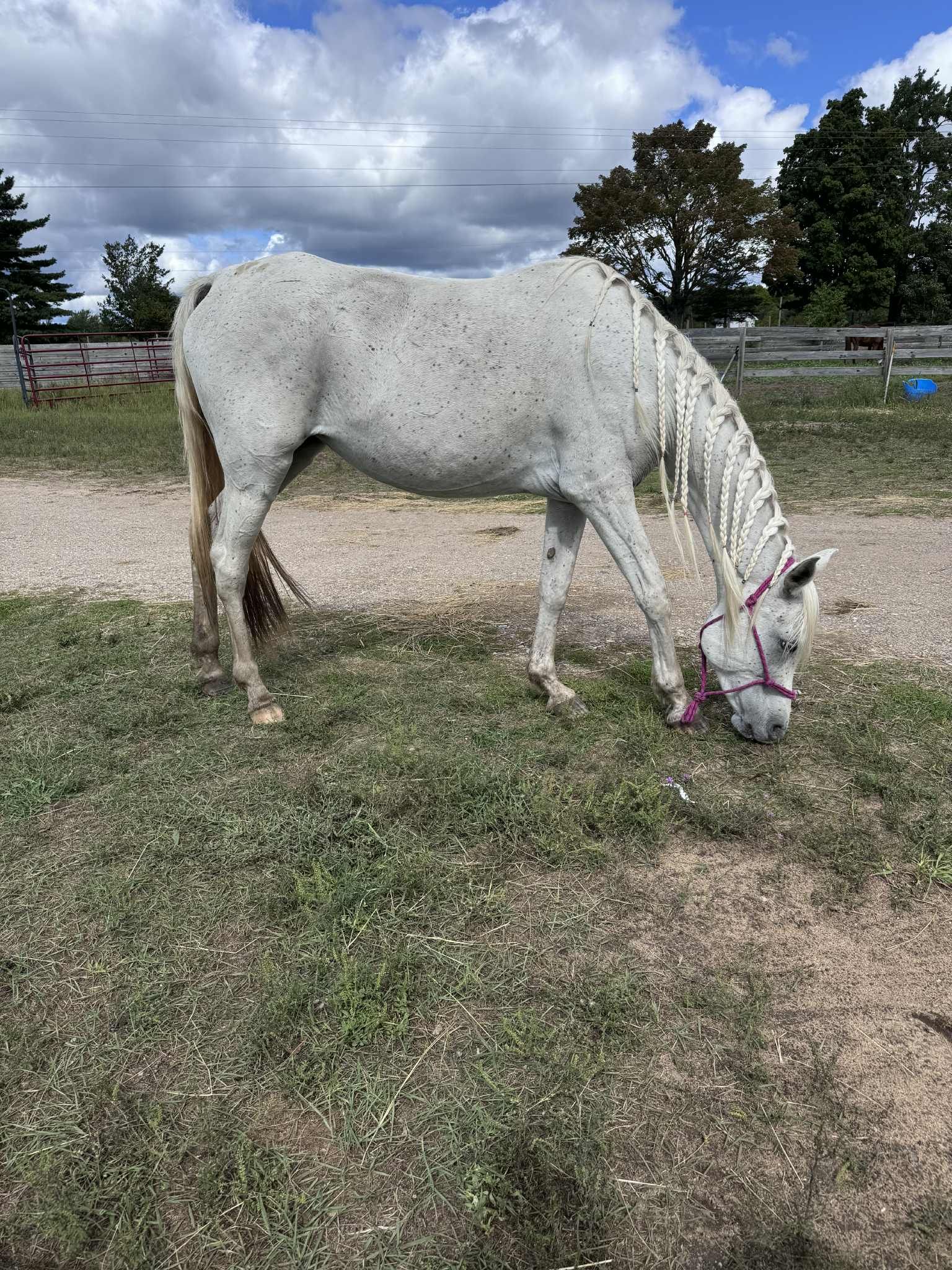 Stone Valleys Ray of Hope Equine Rescue